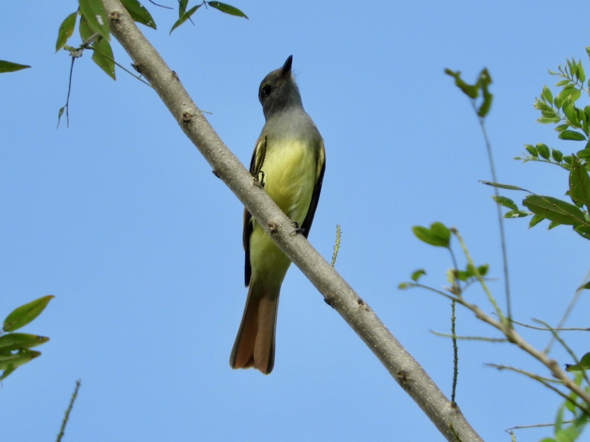 Great Crested Flycatcher - ML646621642