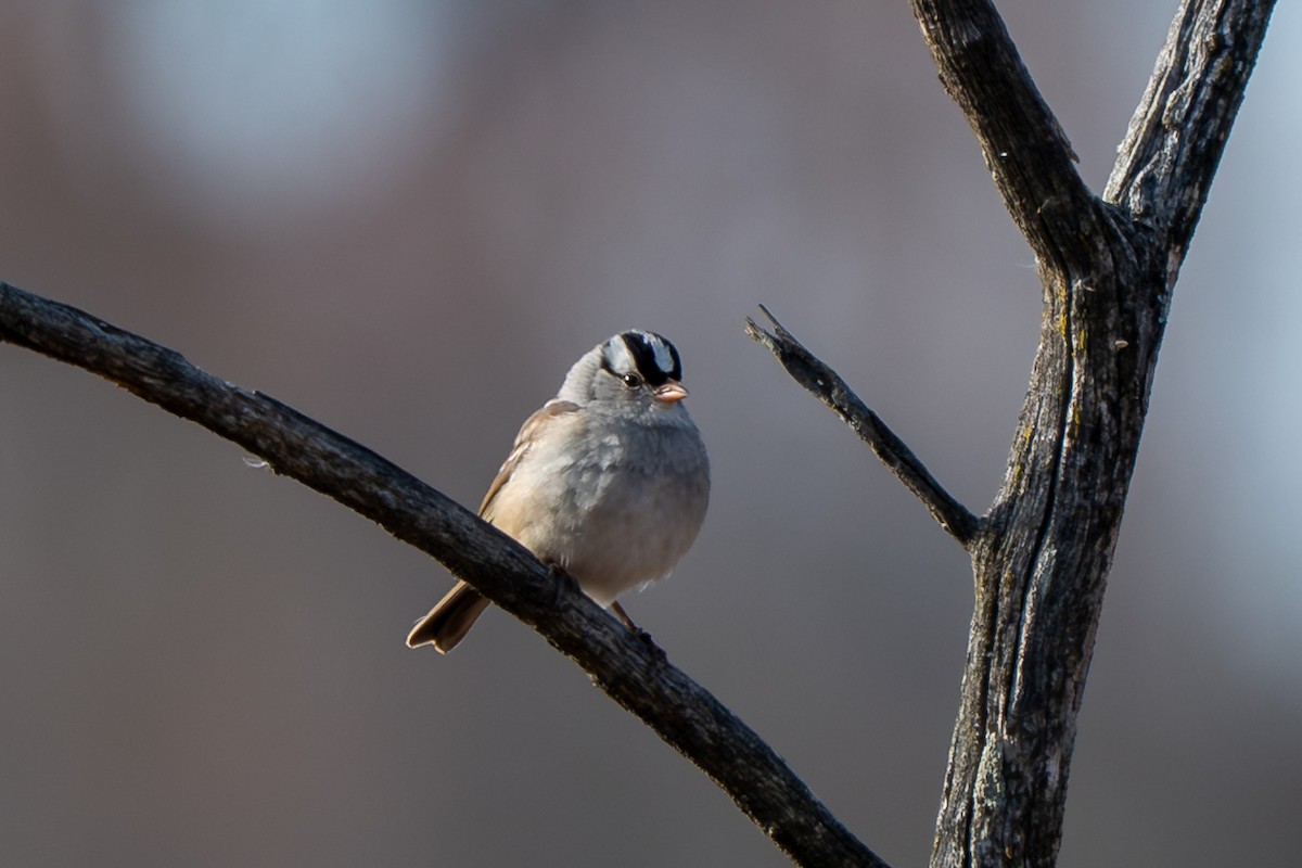 hvitkronespurv - ML646621643