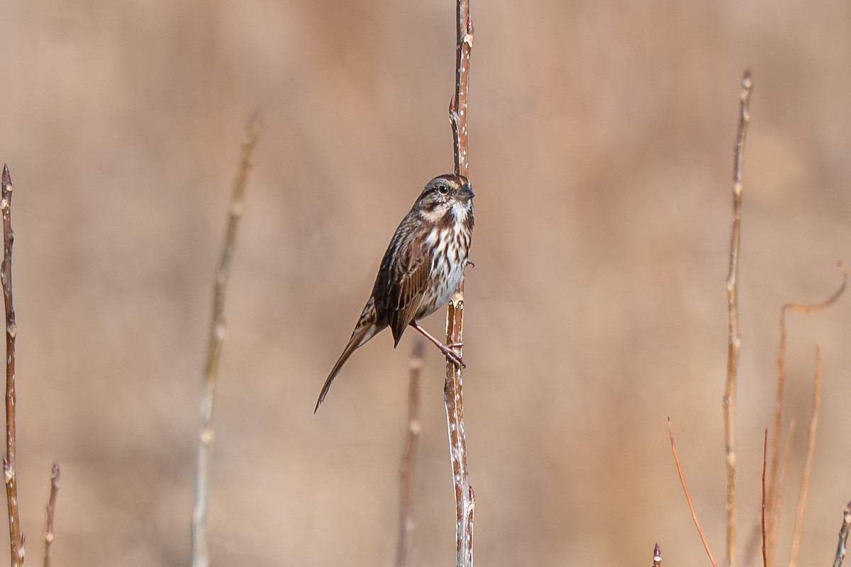 sangspurv - ML646621644