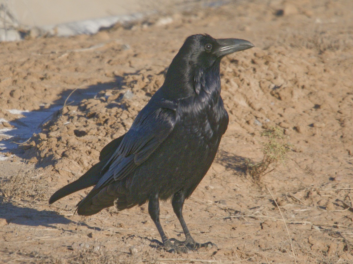 Cuervo Grande - ML646621645