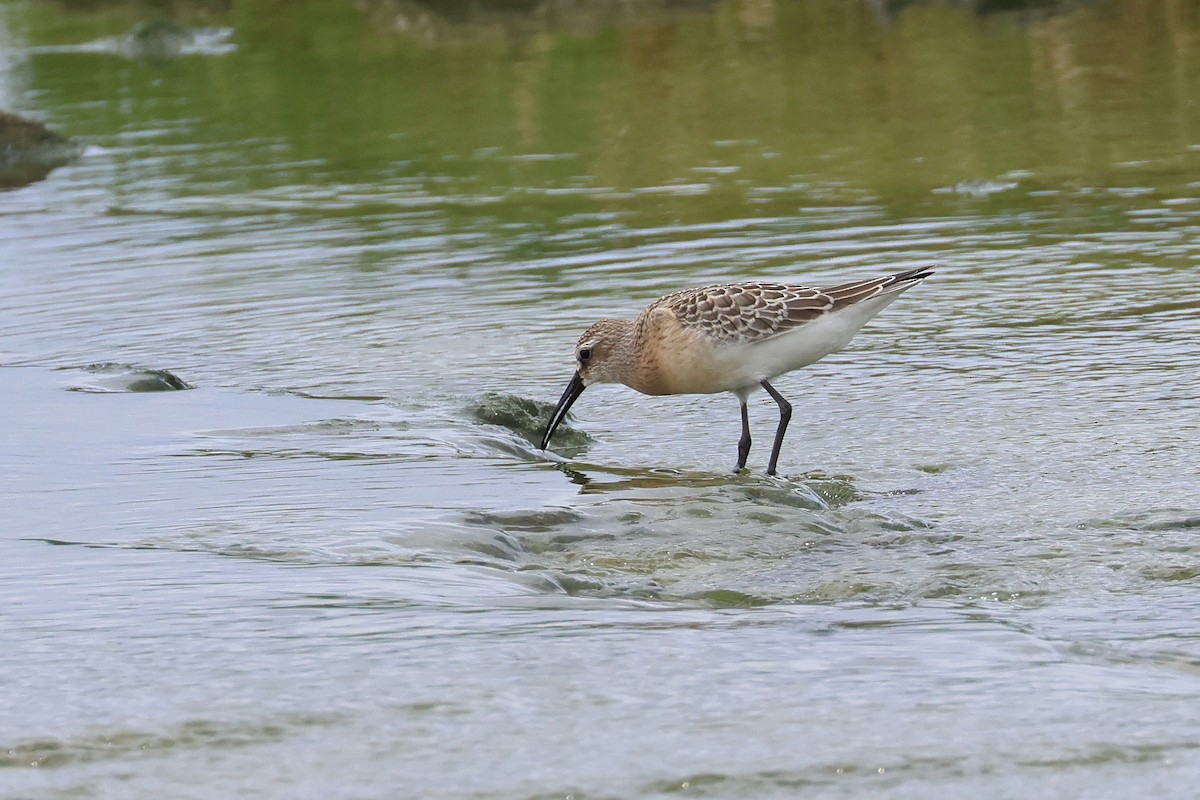 彎嘴濱鷸 - ML646621646
