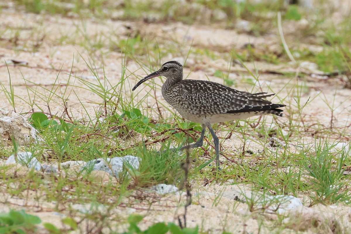 中杓鷸 - ML646621661