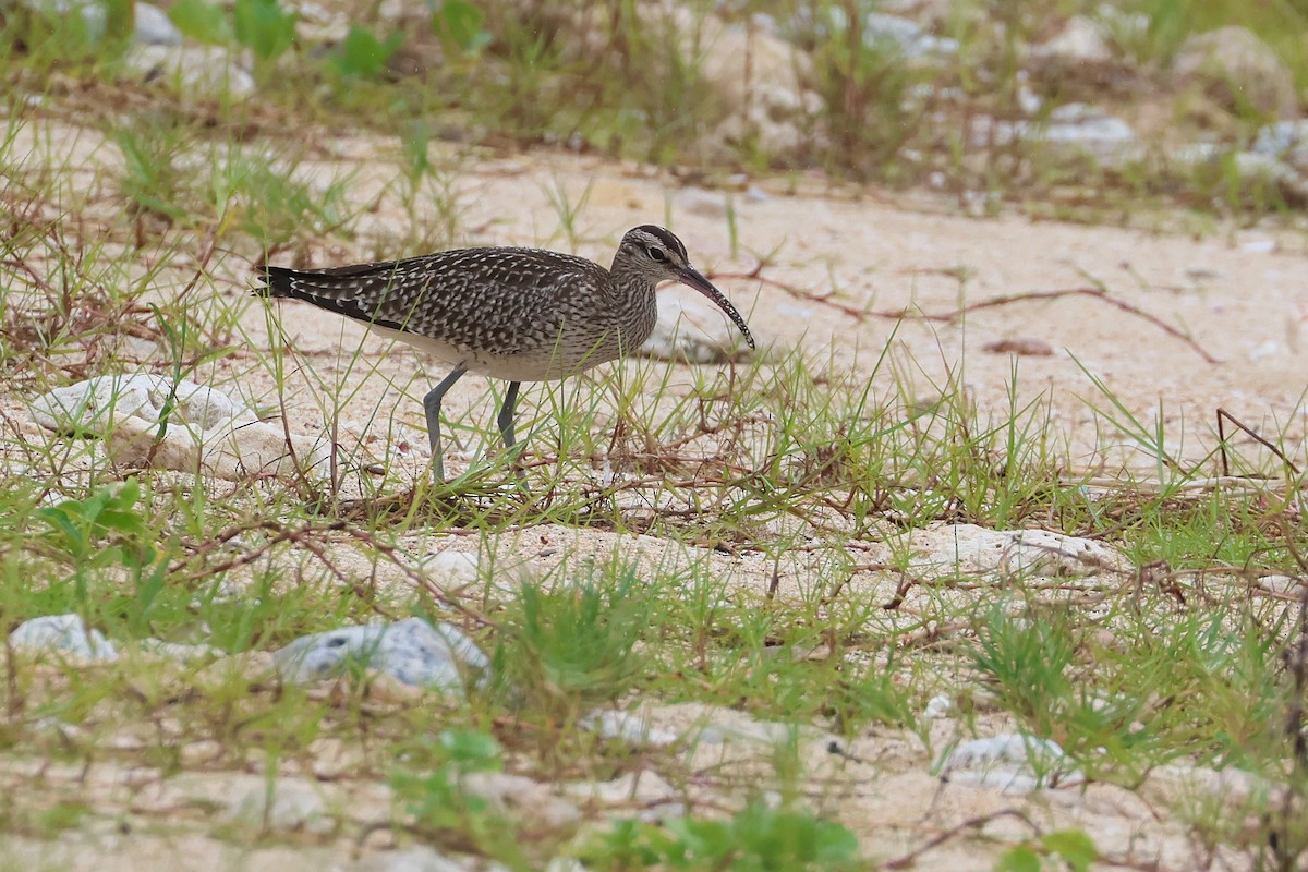 中杓鷸 - ML646621662