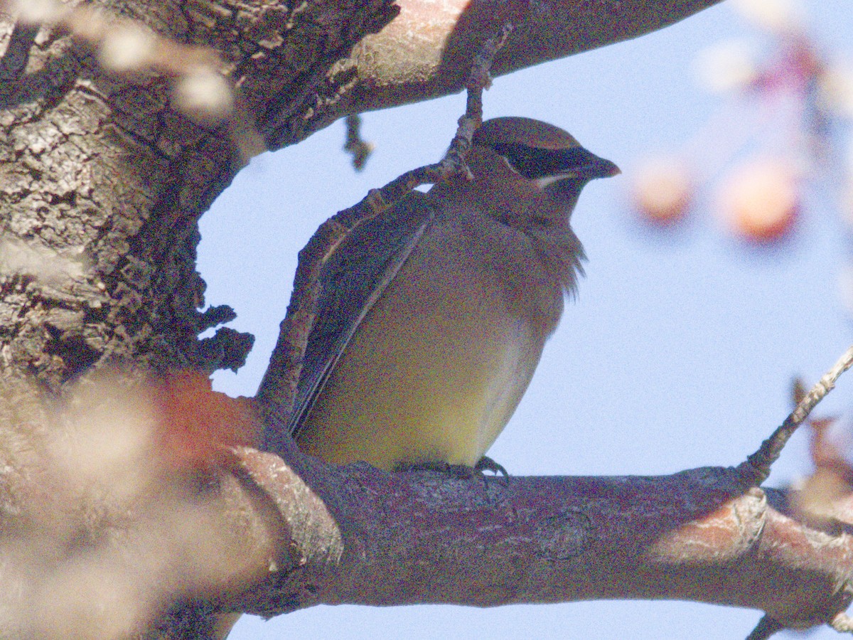 Ampelis Americano - ML646621663