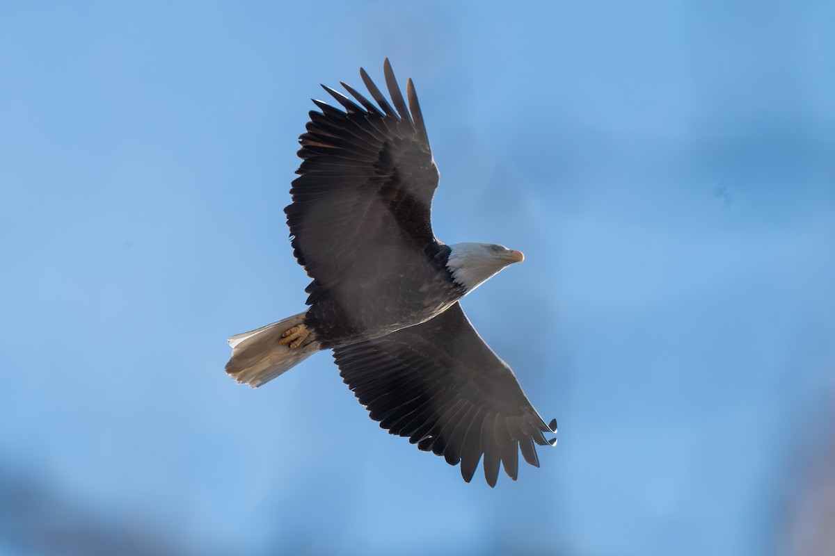 ハクトウワシ - ML646621665