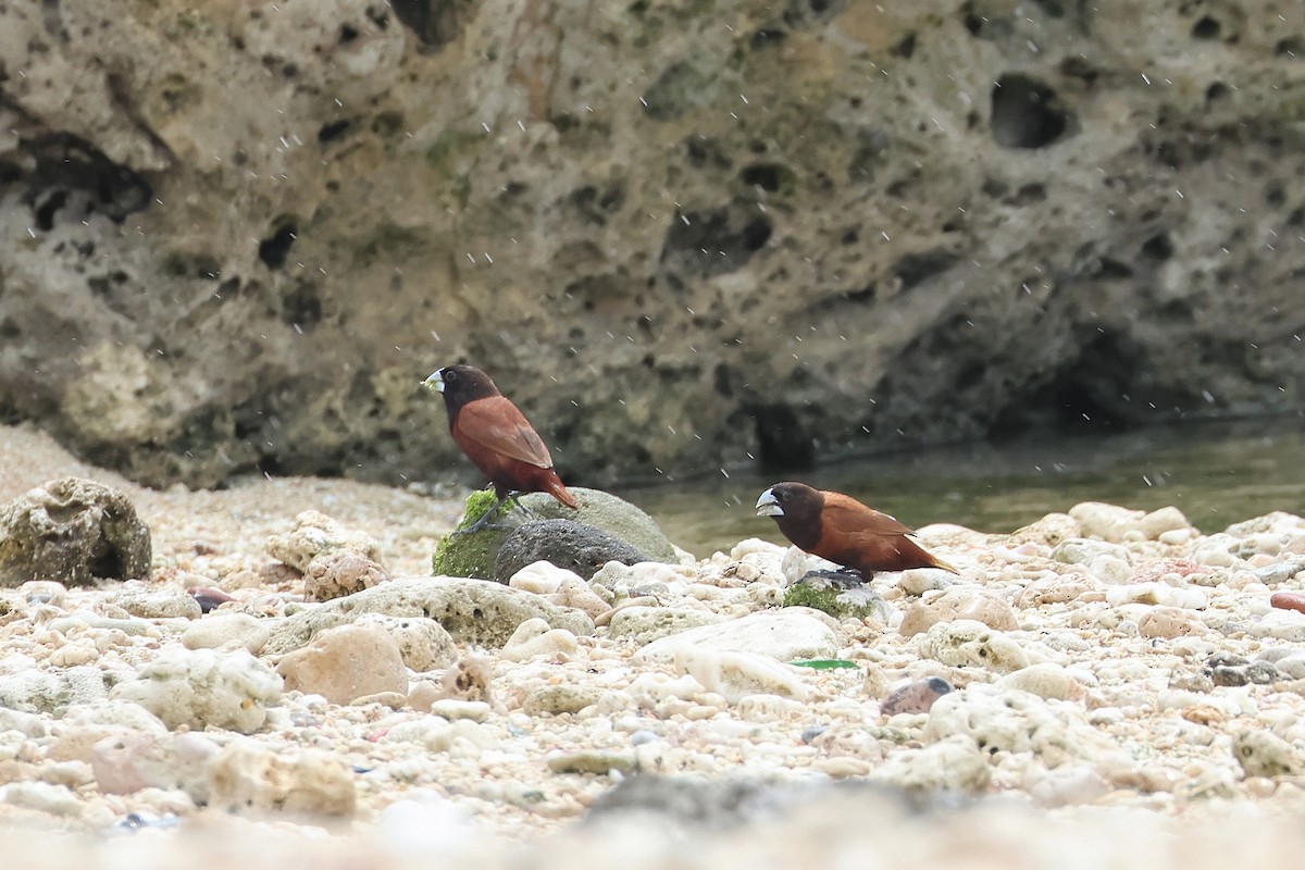 黑頭文鳥 - ML646621666