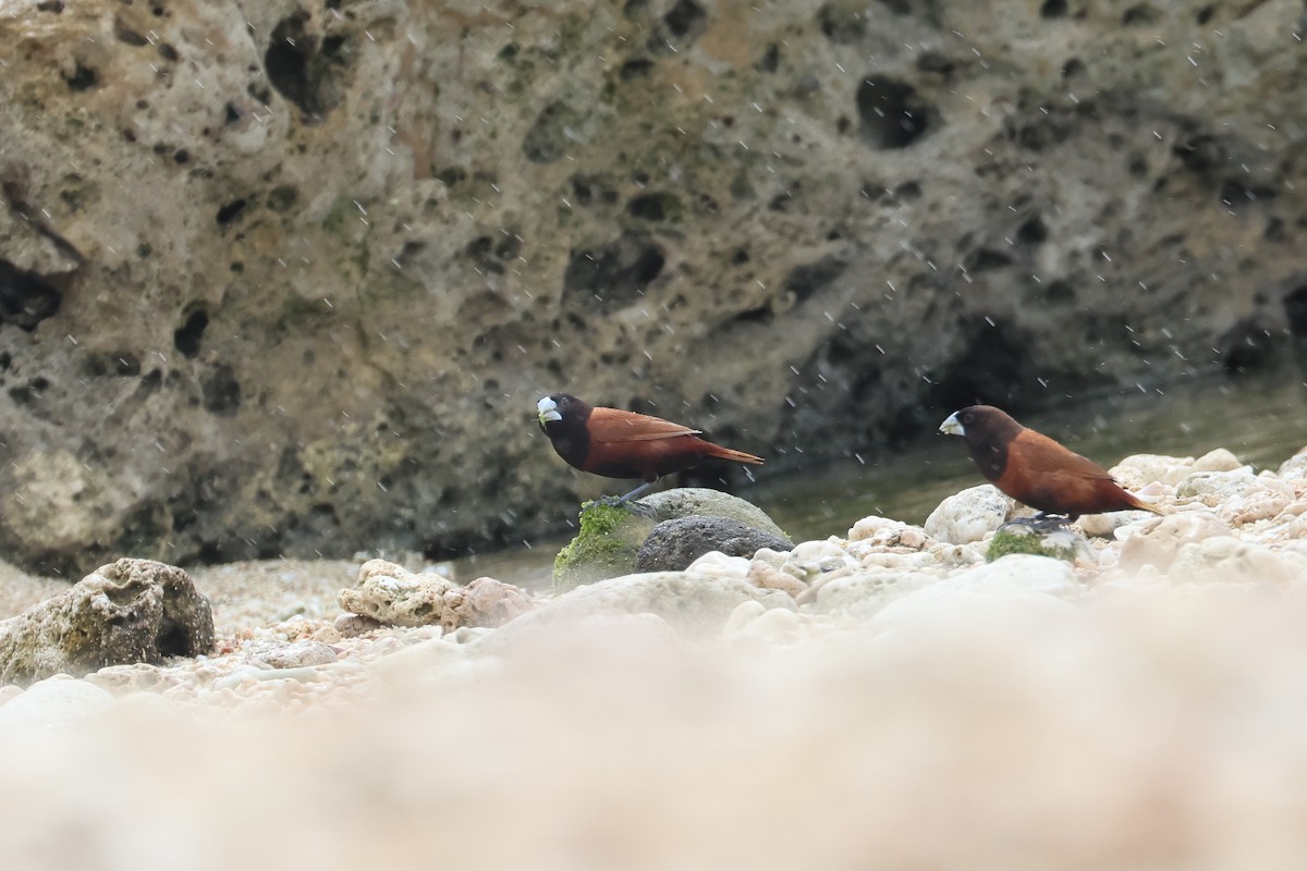 黑頭文鳥 - ML646621667