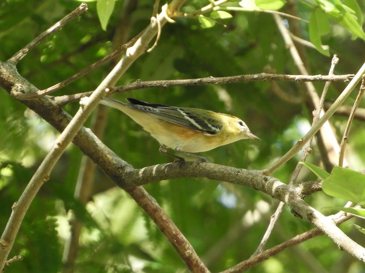 Reinita Castaña - ML646621669
