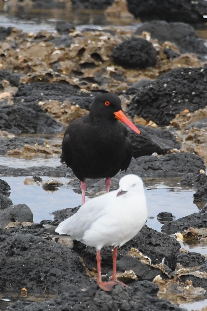 sottjeld - ML646621670