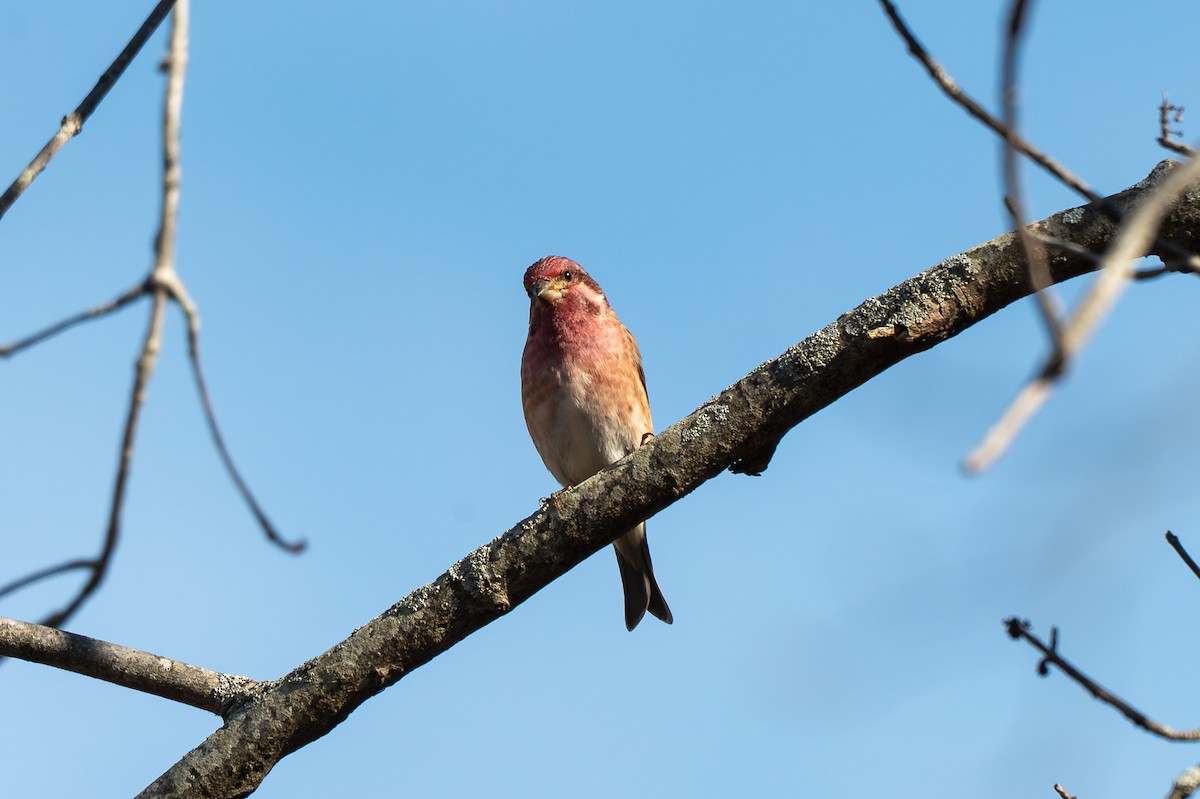 purpurfink - ML646621671