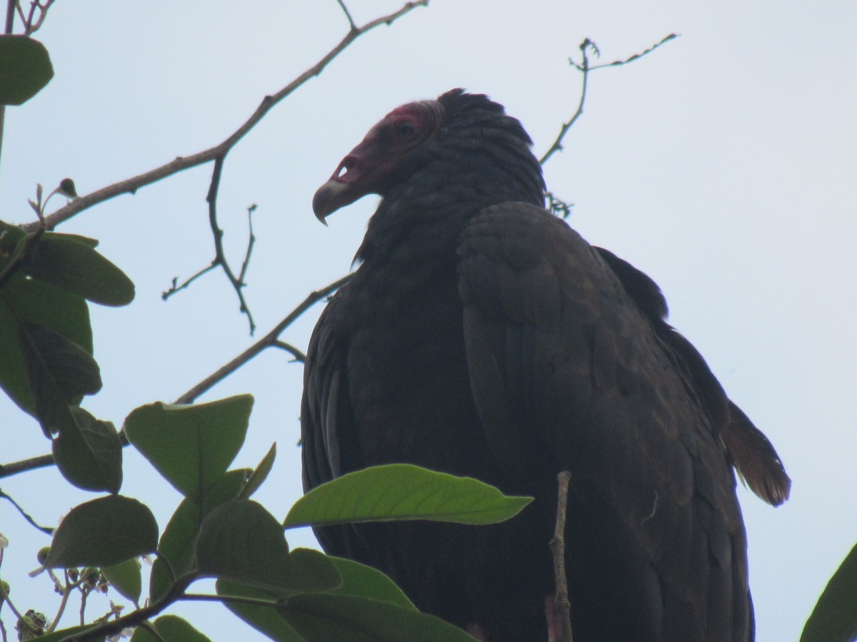 Turkey Vulture - ML646621672