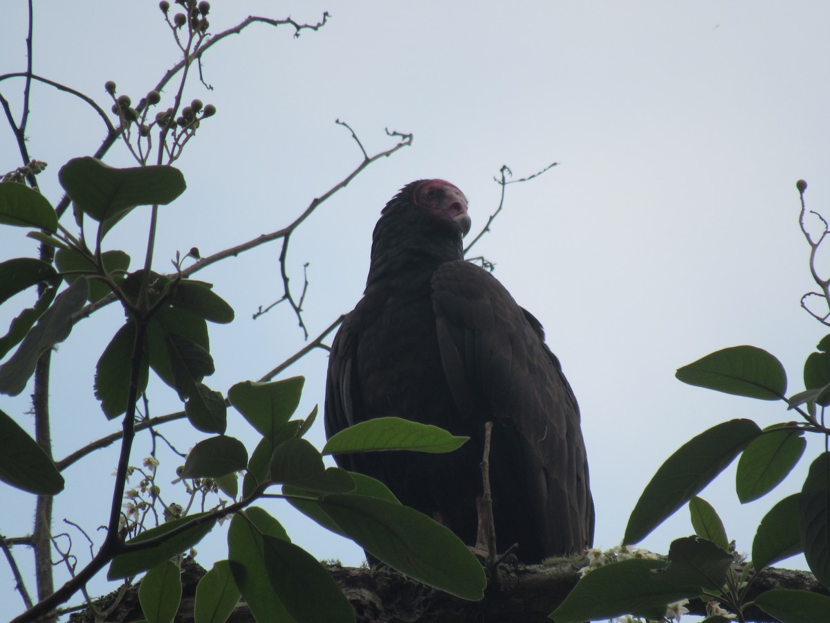 Turkey Vulture - ML646621673