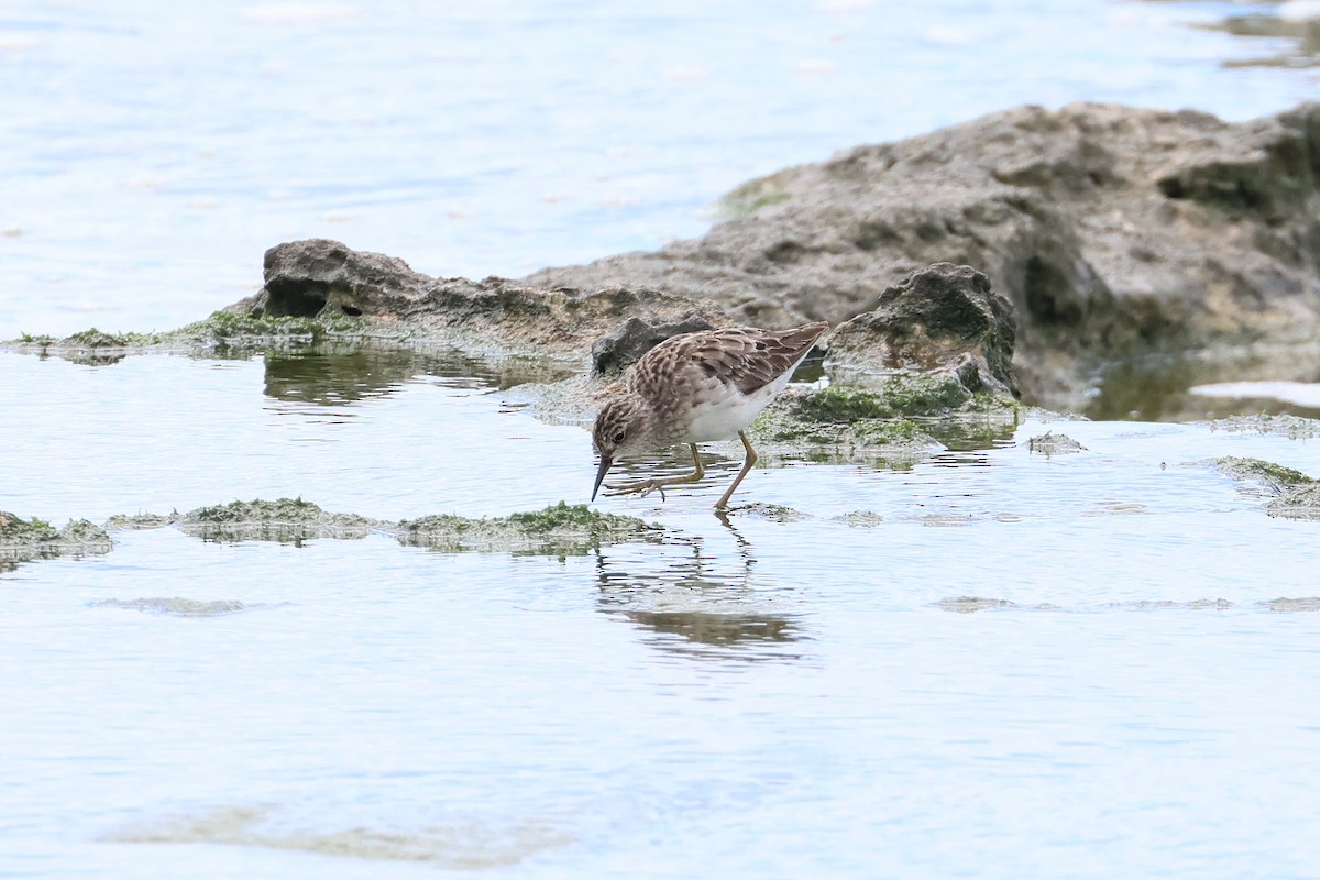 長趾濱鷸 - ML646621674