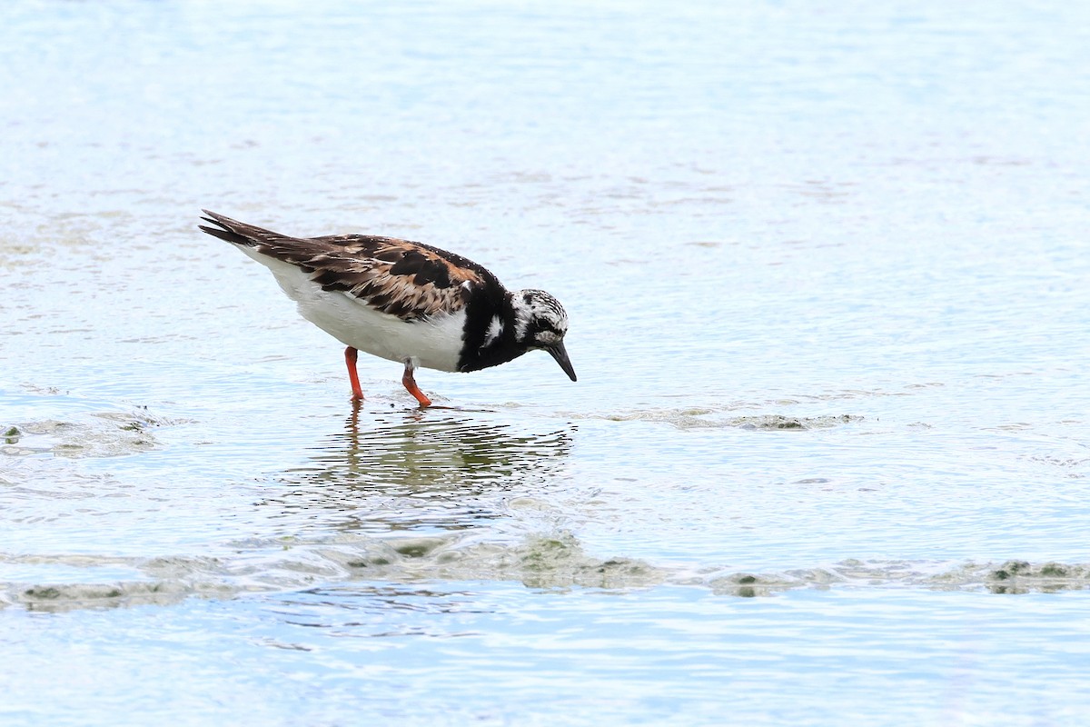 翻石鷸 - ML646621676