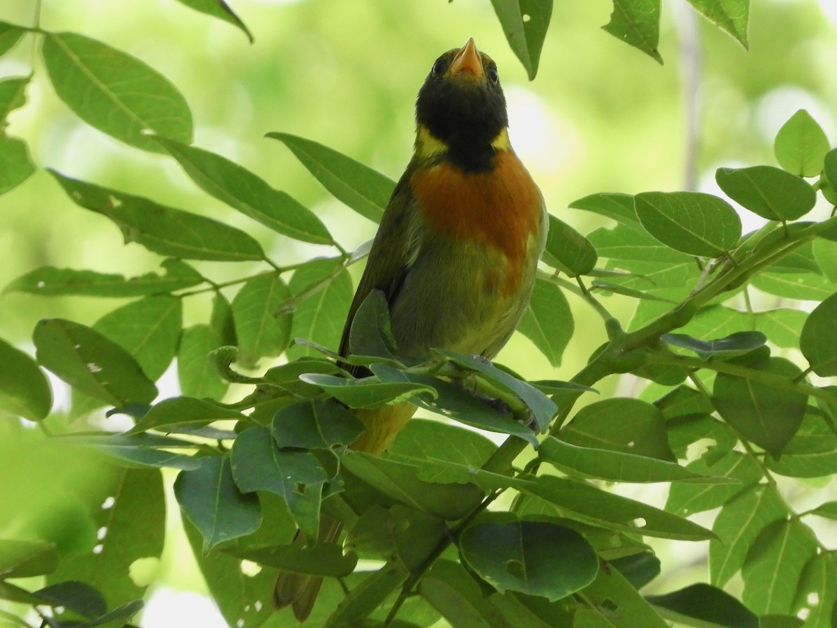 Guira Tanager - ML646621677