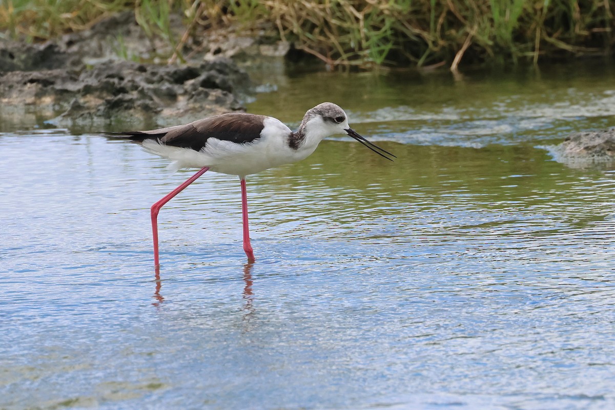 高蹺鴴 - ML646621678