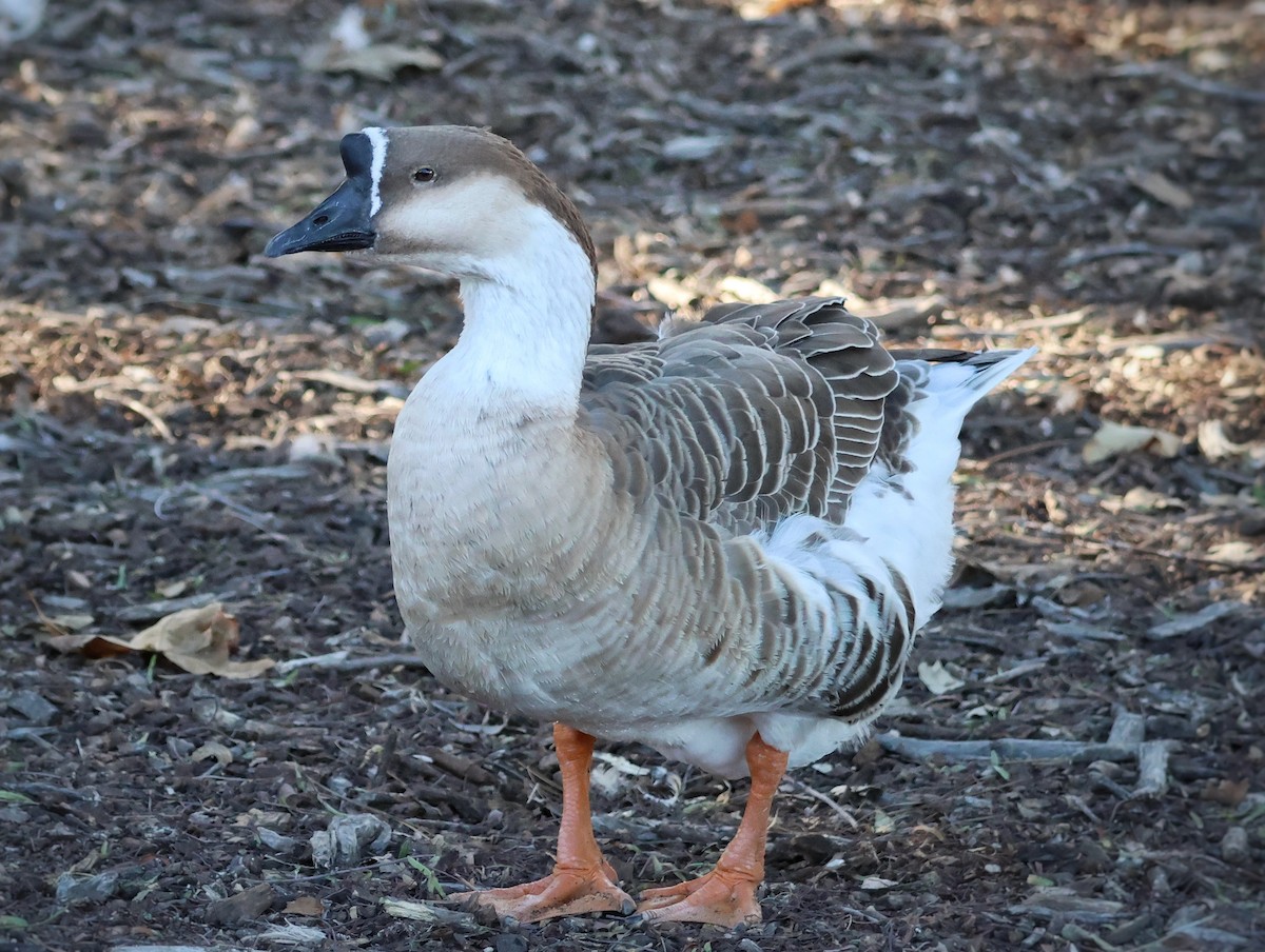 husa labutí (domestikovaná) - ML646621679