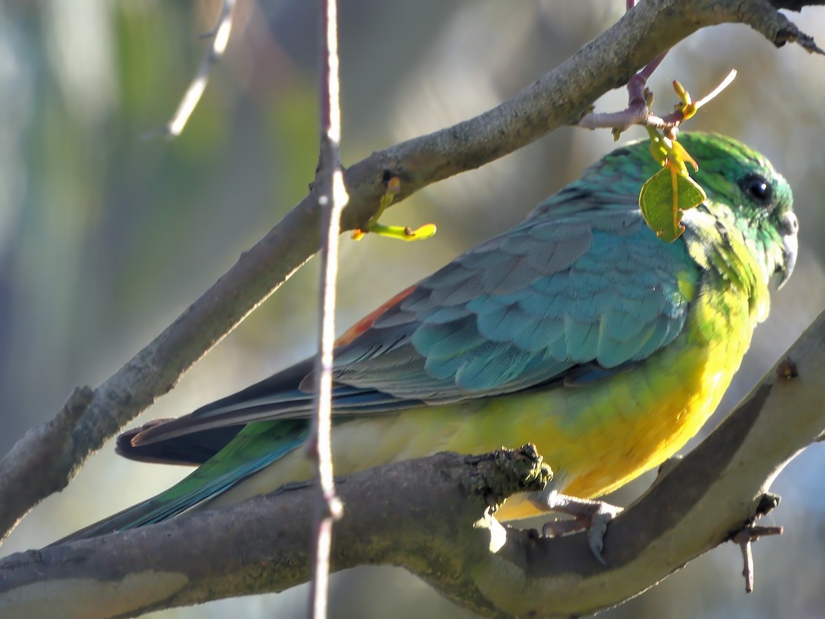 Red-rumped Parrot - ML646621680