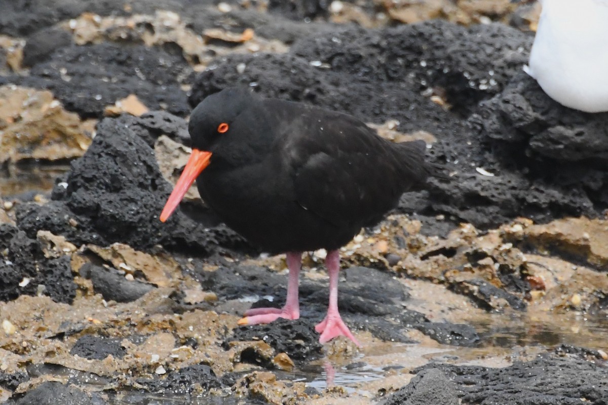Sooty Oystercatcher - ML646621681