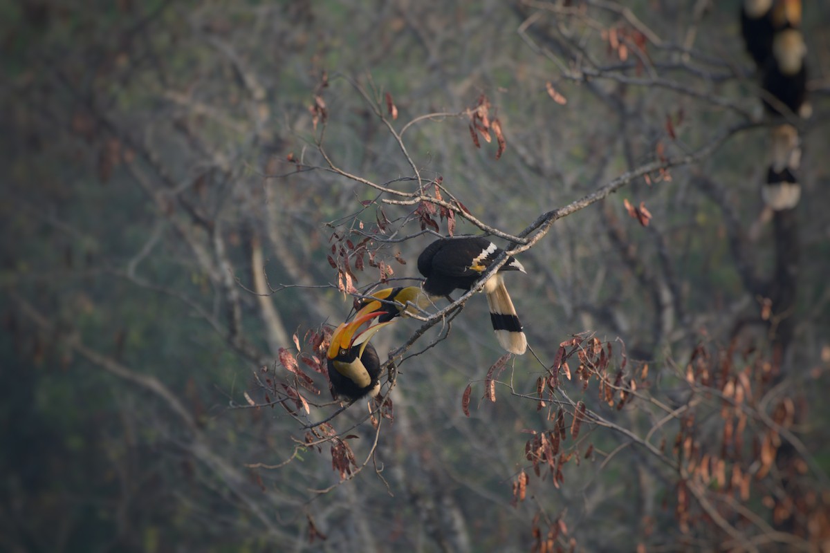 Great Hornbill - ML646621682