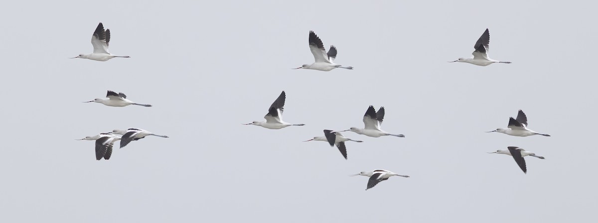 American Avocet - ML646621683