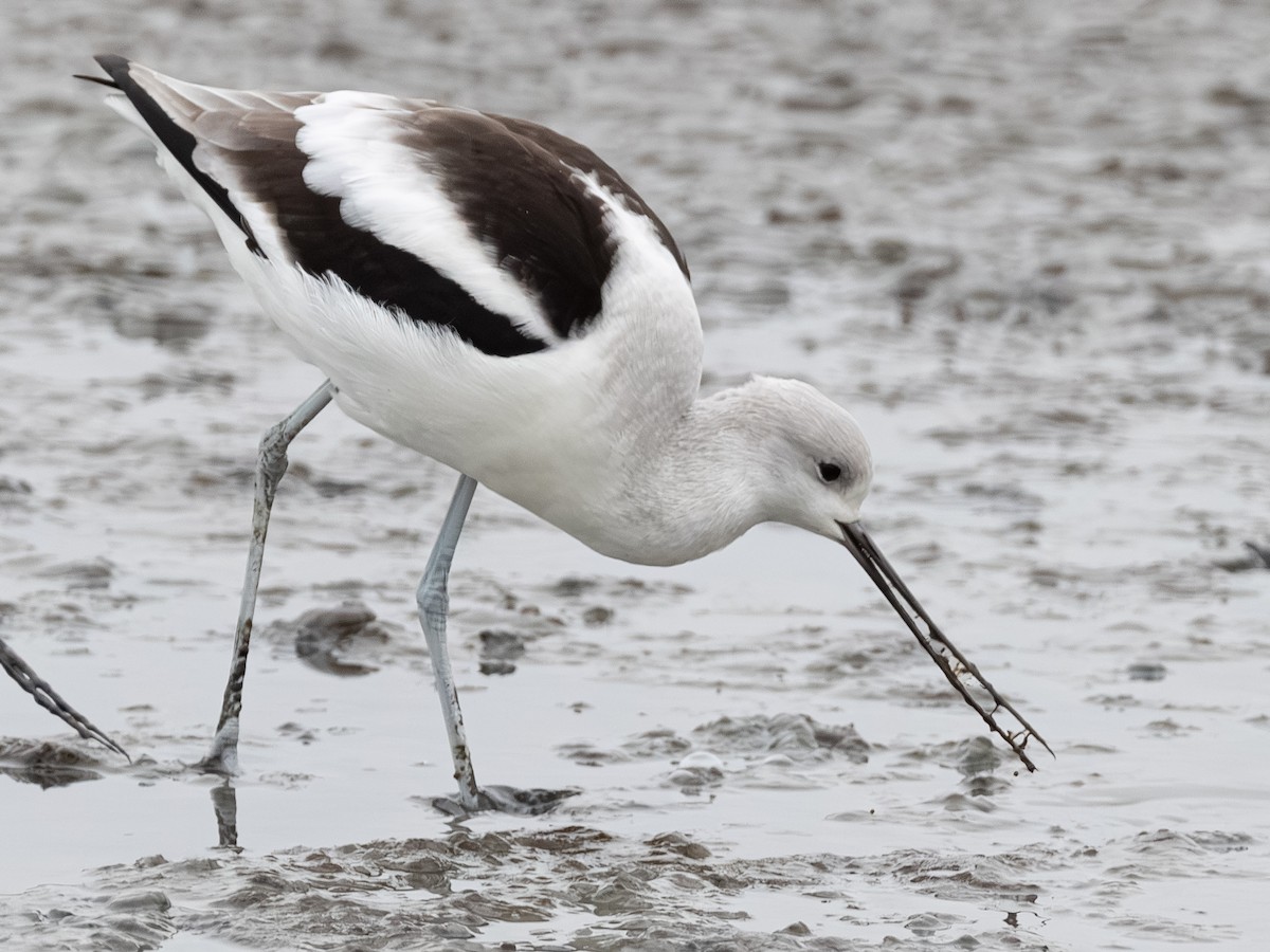 American Avocet - ML646621684