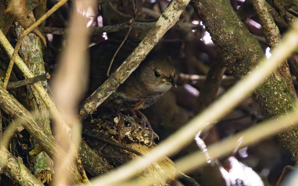 Matorralero Rojizo - ML646621685