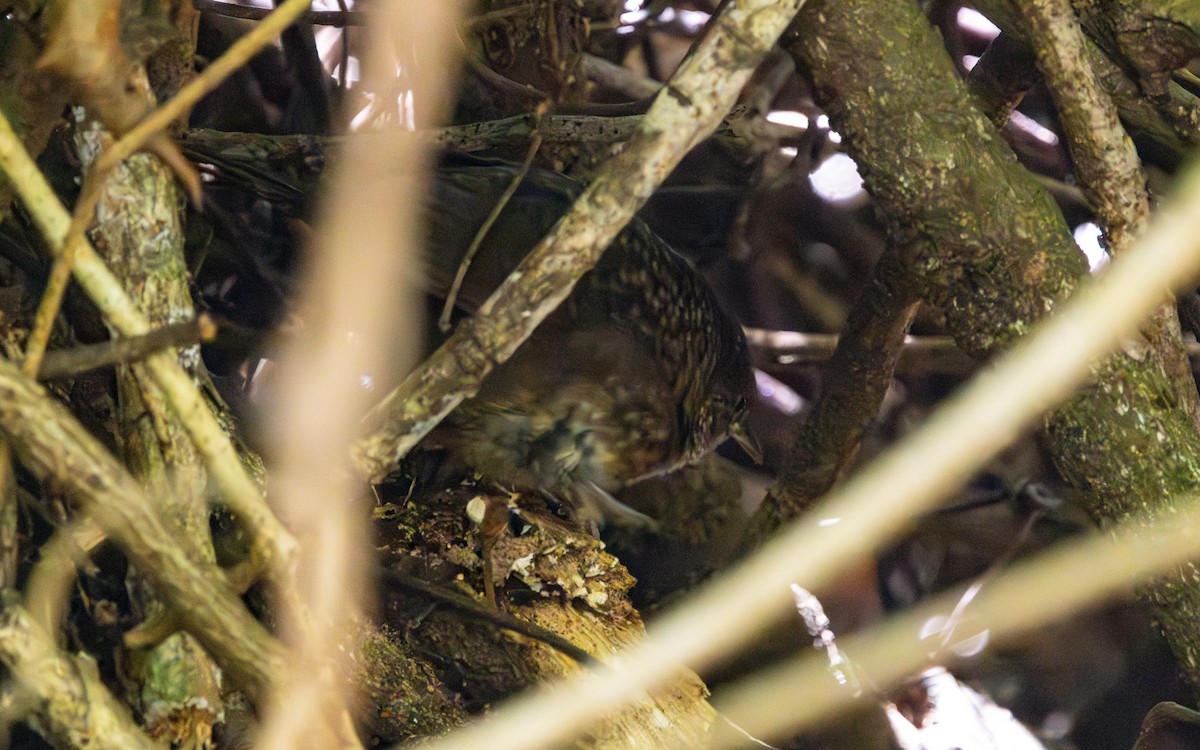 Matorralero Rojizo - ML646621686