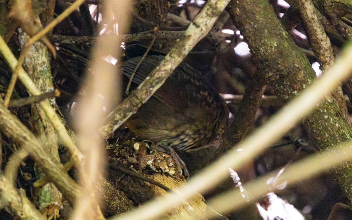 Matorralero Rojizo - ML646621687