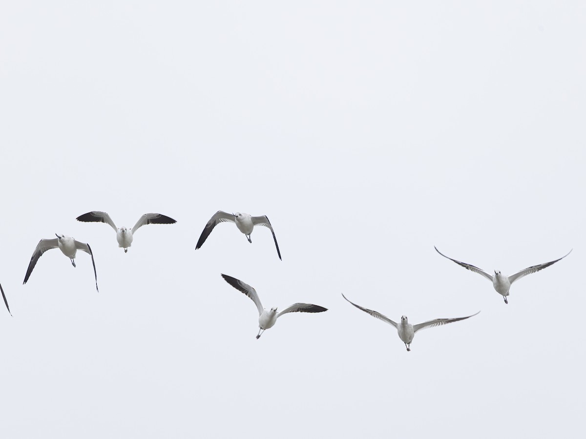 American Avocet - ML646621688