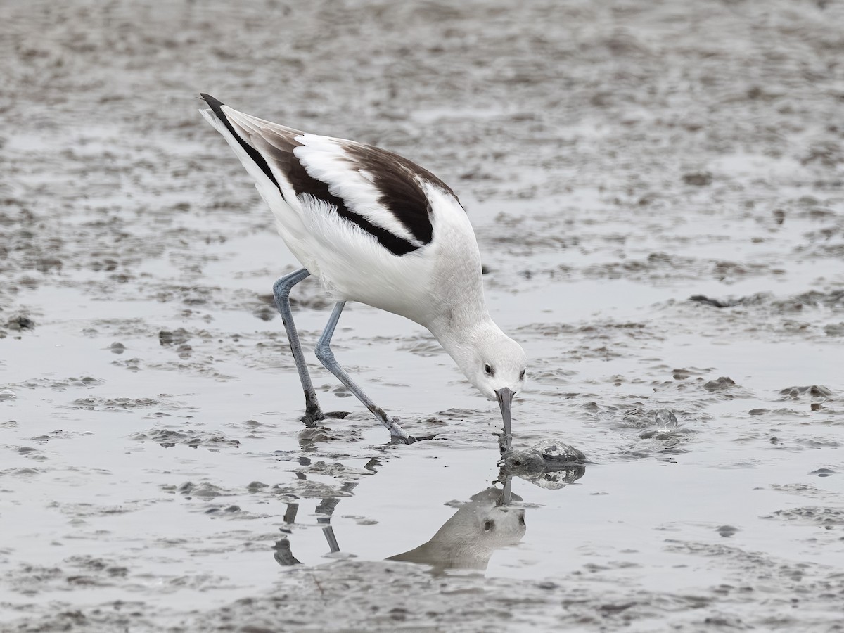 American Avocet - ML646621689
