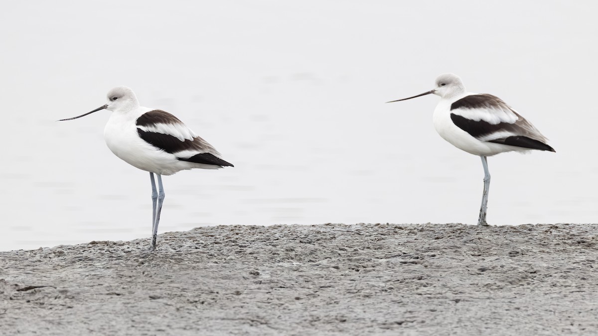 American Avocet - ML646621690