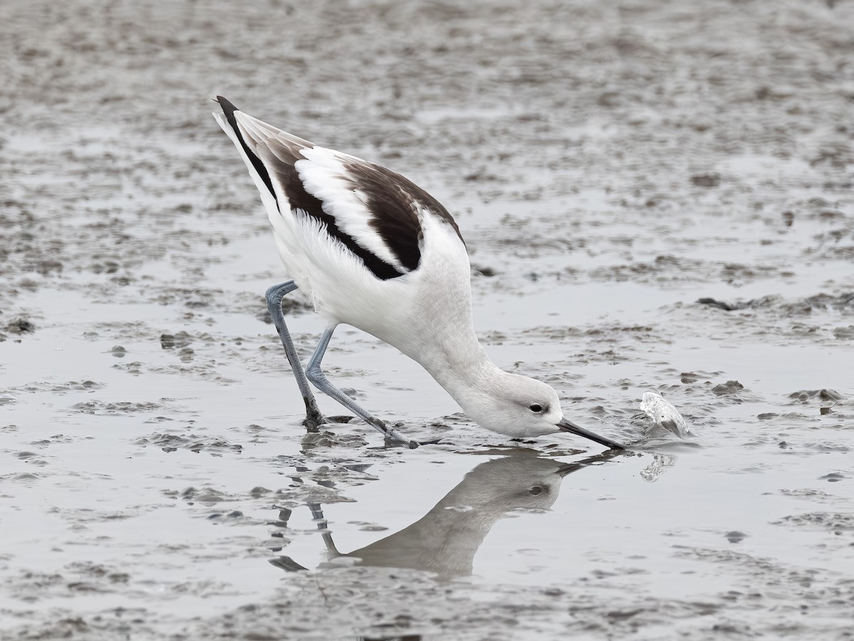 American Avocet - ML646621691
