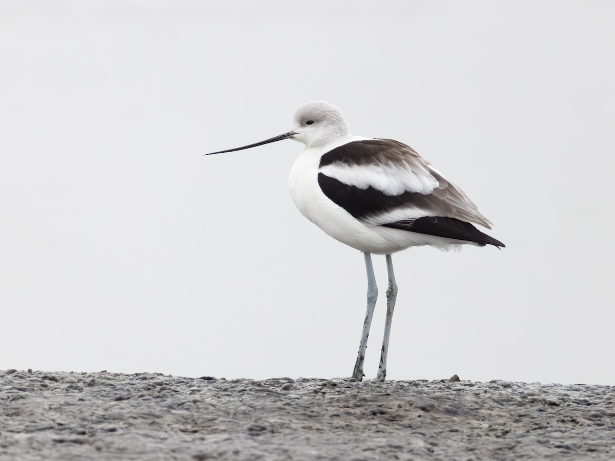 American Avocet - ML646621692
