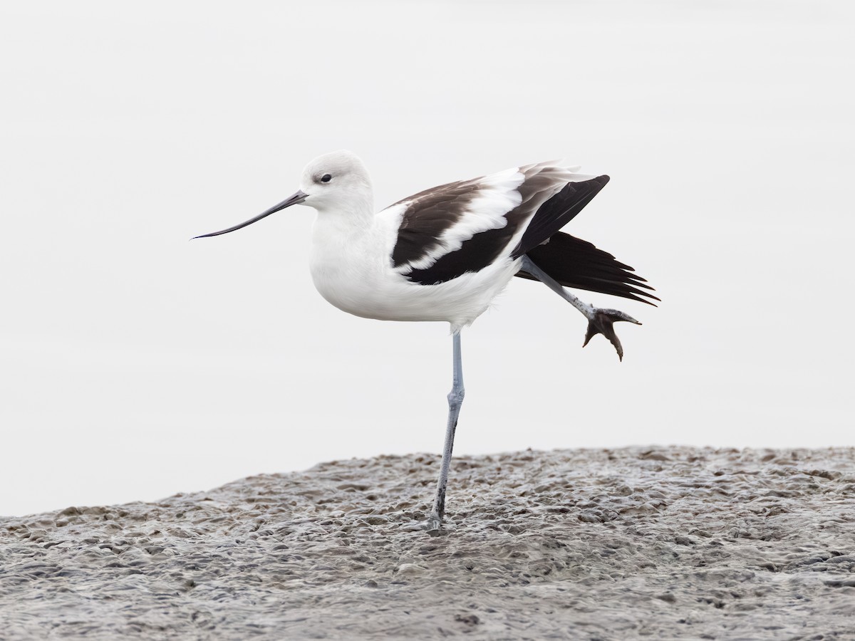 American Avocet - ML646621693