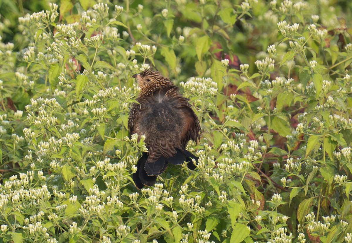 Lesser Coucal - ML646621694