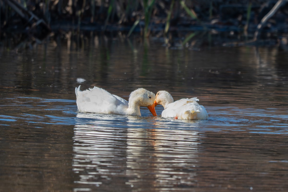 duck sp. - ML646621695