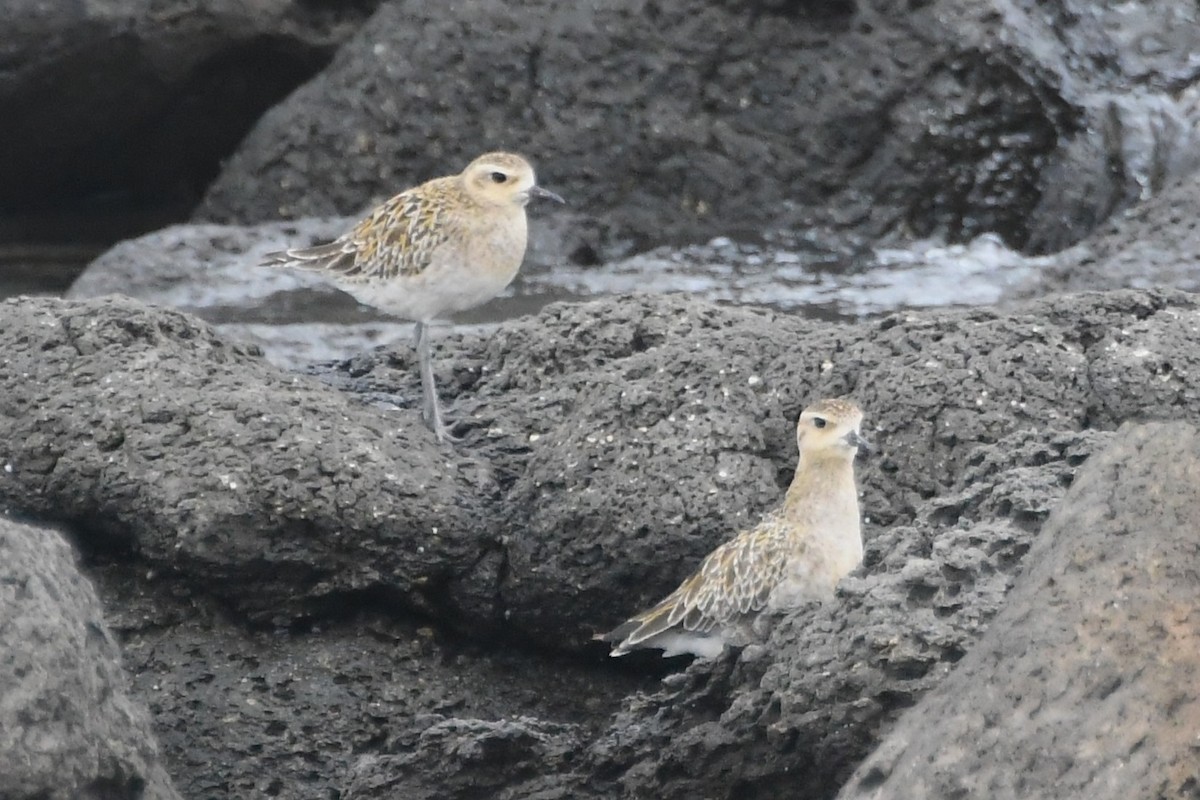 Pacific Golden-Plover - ML646621698