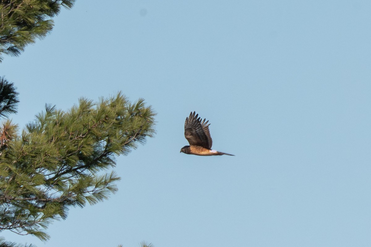 Northern Harrier - ML646621699