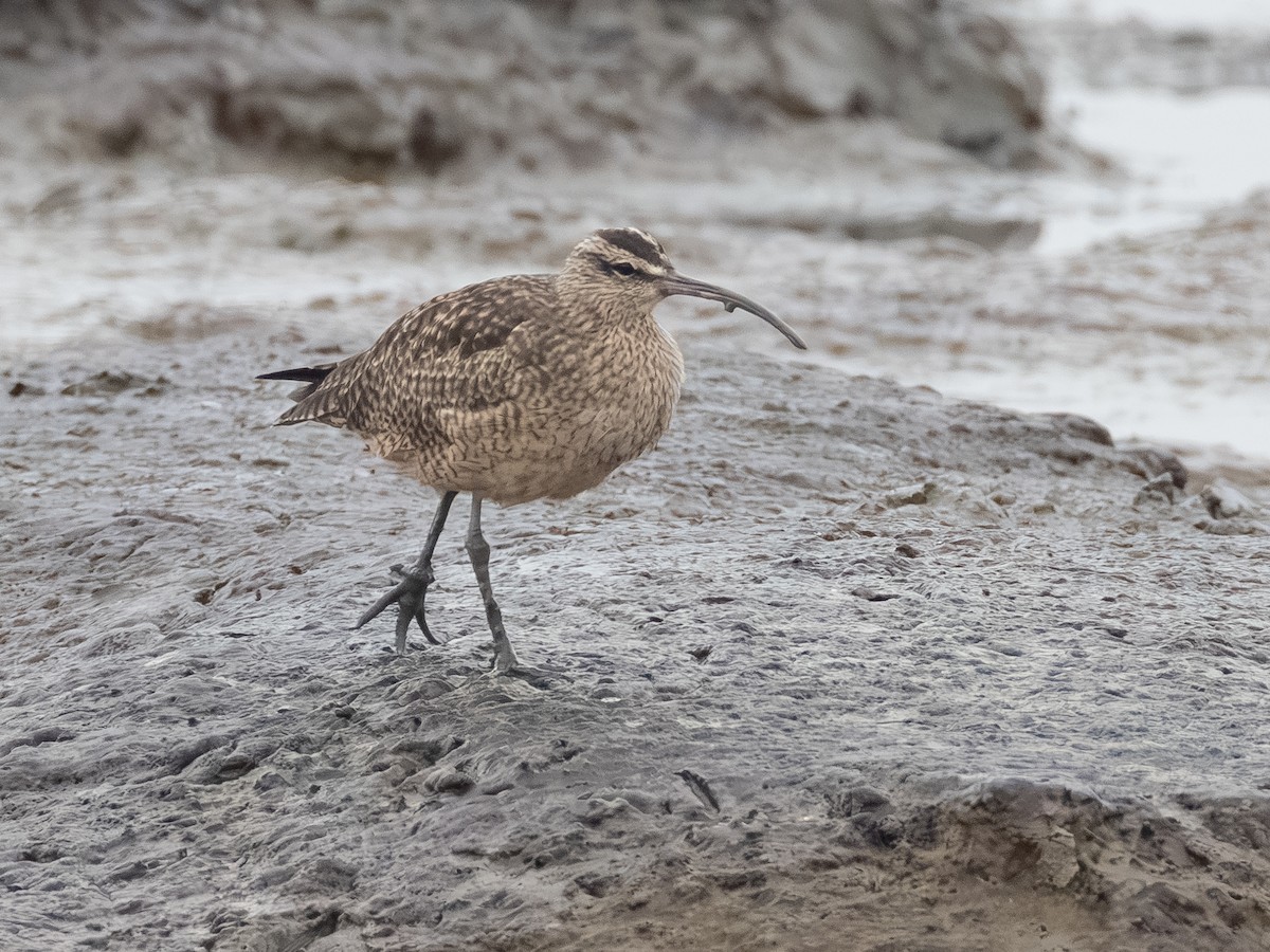 Hudsonian Whimbrel - ML646621700