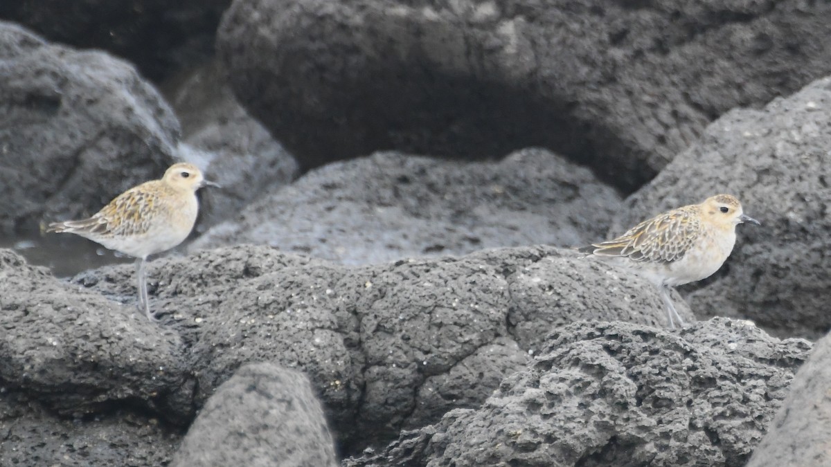 Pacific Golden-Plover - ML646621701