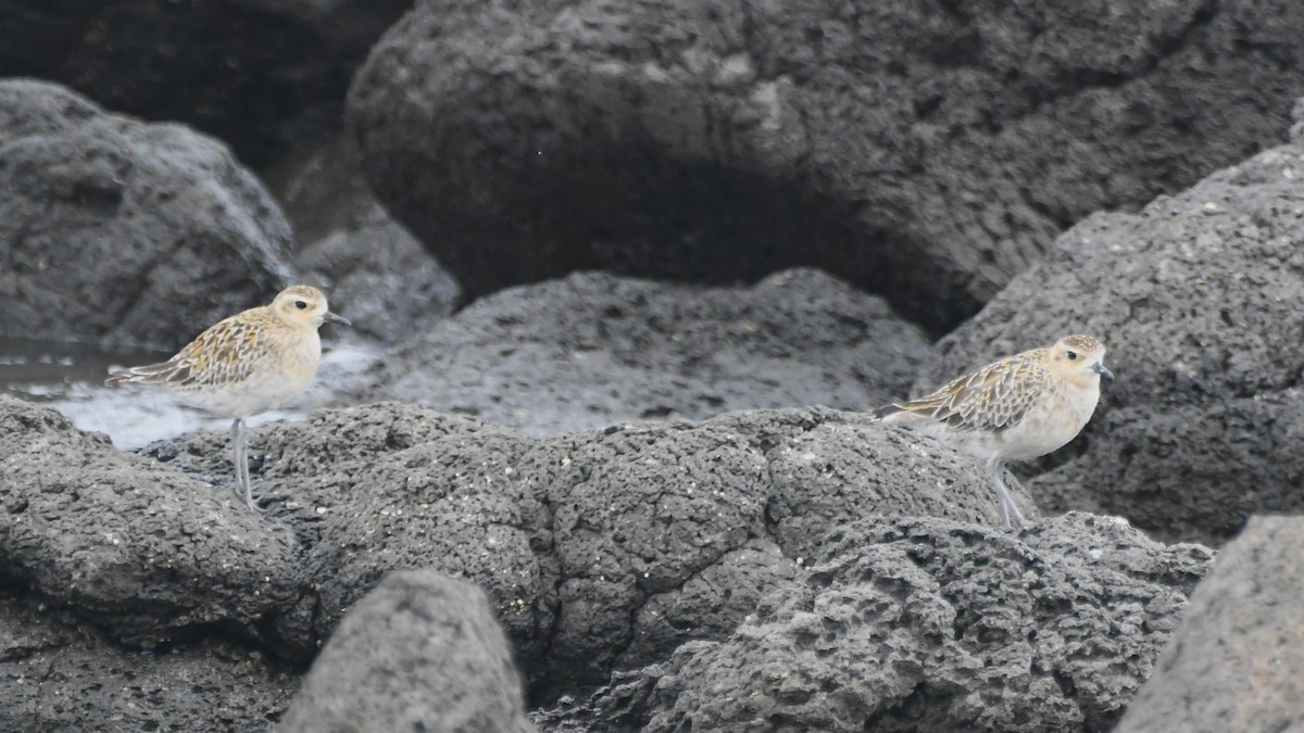 Pacific Golden-Plover - ML646621702