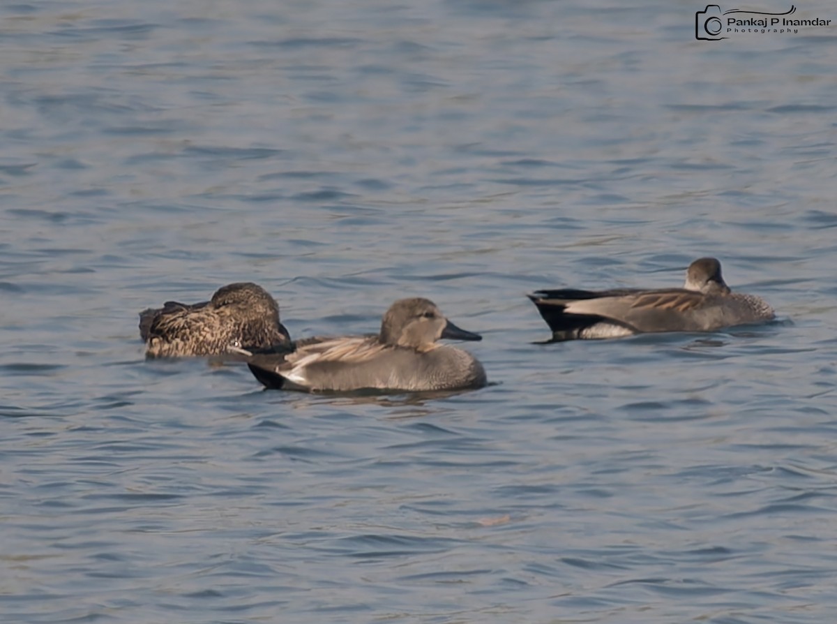 Gadwall - ML646621703