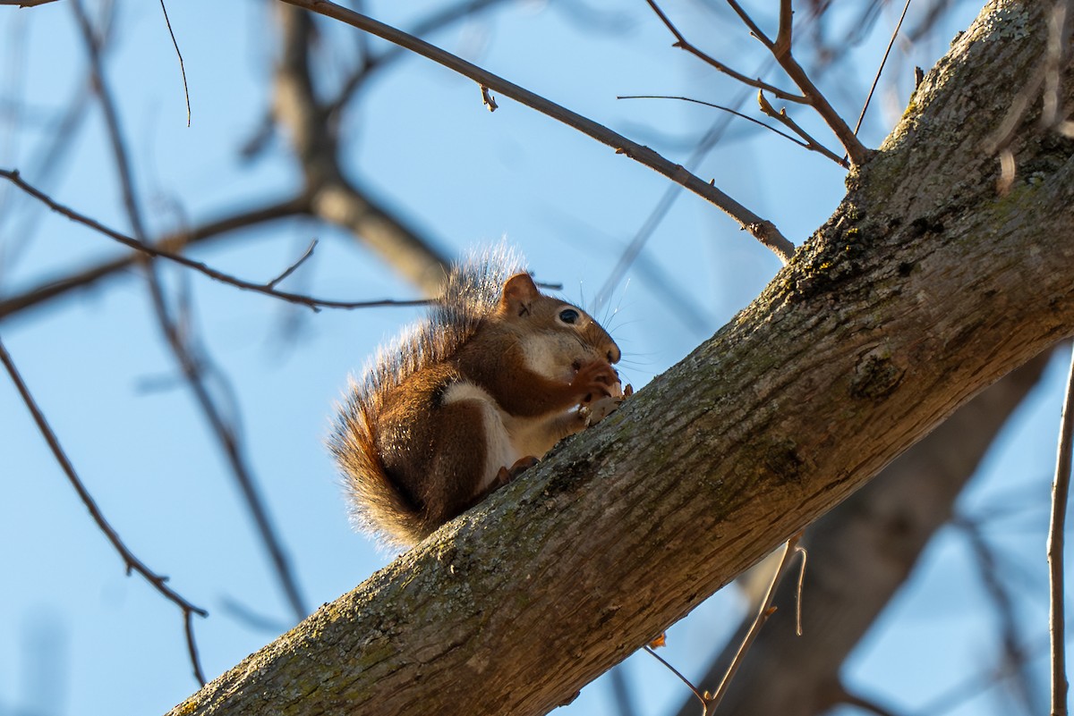 American Red Squirrel - ML646621704