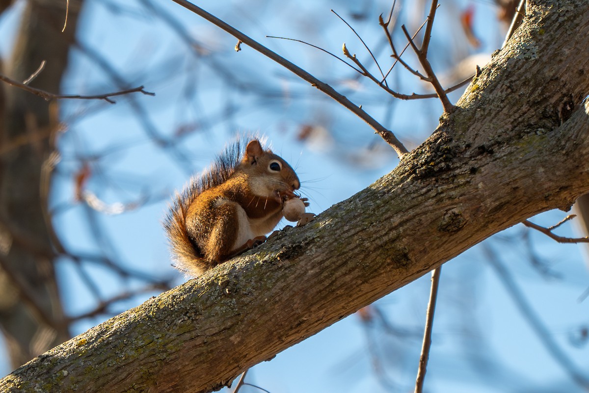 American Red Squirrel - ML646621705