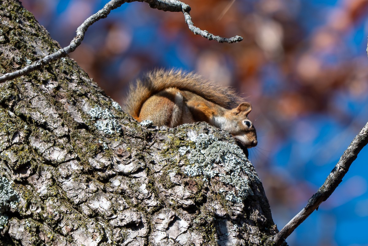 American Red Squirrel - ML646621706