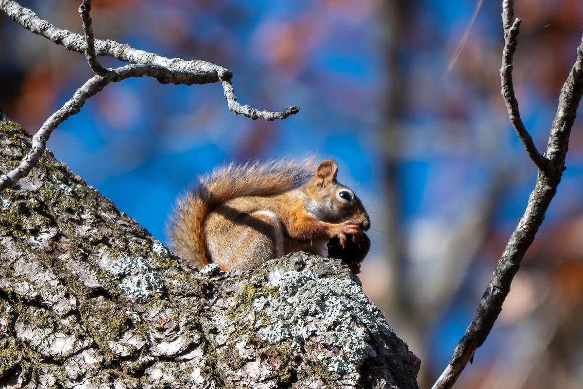 American Red Squirrel - ML646621707