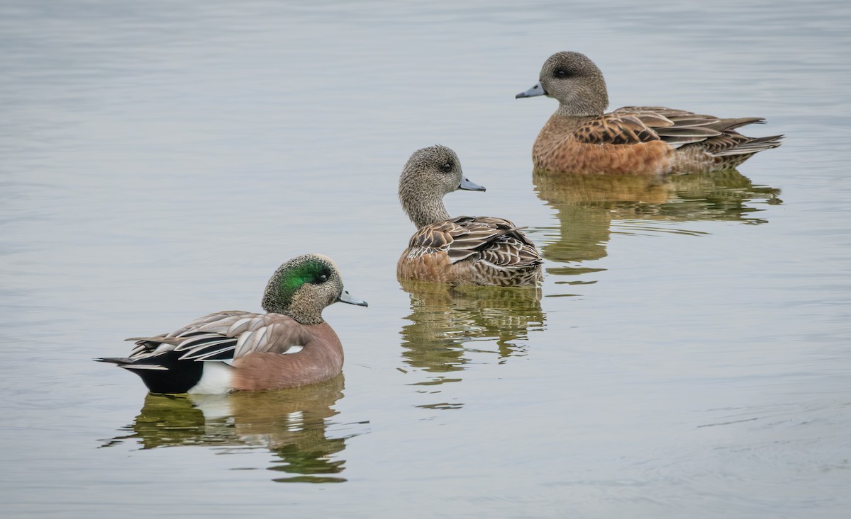 American Wigeon - ML646621708