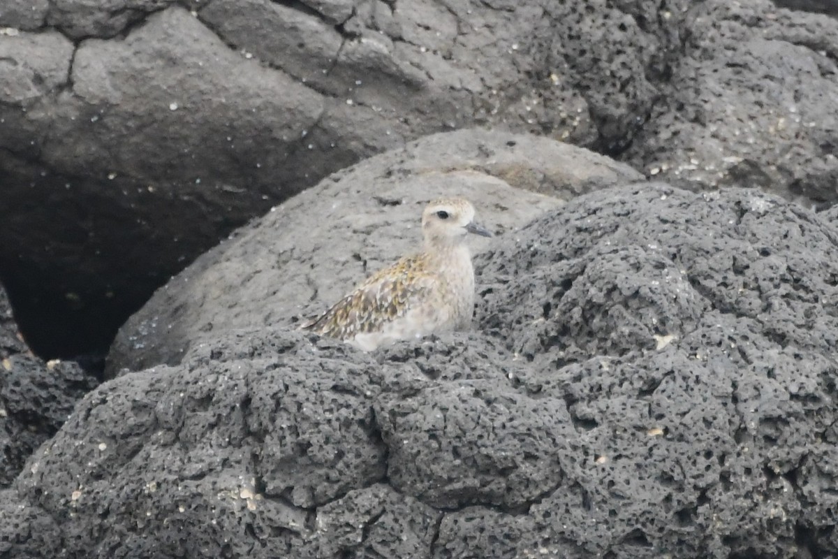 Pacific Golden-Plover - ML646621709