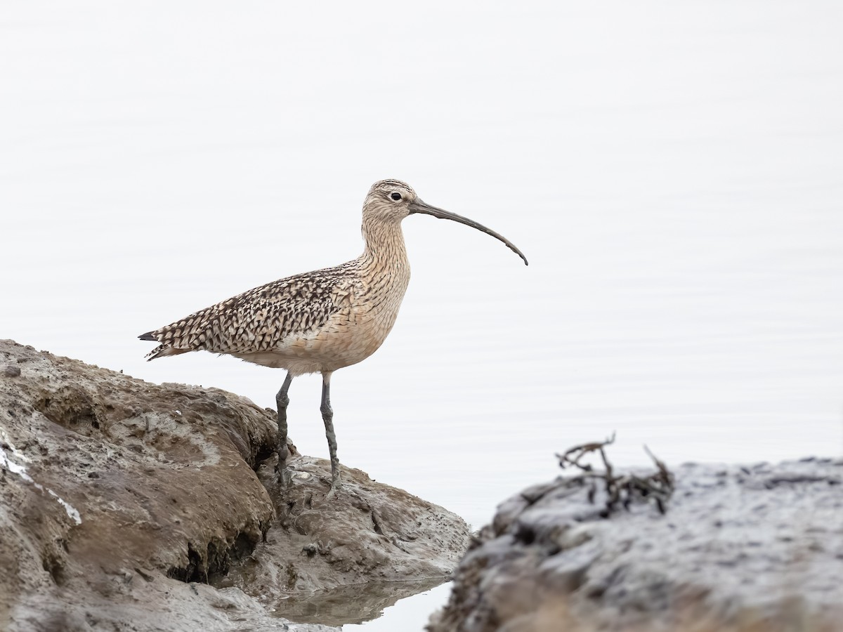 Long-billed Curlew - ML646621711